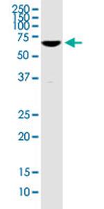 CHFR Antibody in Western Blot (WB)