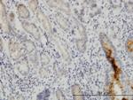 NUP133 Antibody in Immunohistochemistry (Paraffin) (IHC (P))