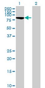 C20orf19 Antibody in Western Blot (WB)