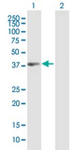 PBK Antibody in Western Blot (WB)