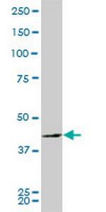 PBK Antibody in Western Blot (WB)