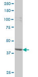 PBK Antibody in Western Blot (WB)