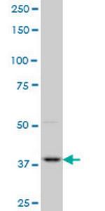 PBK Antibody in Western Blot (WB)