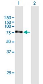 MYNN Antibody in Western Blot (WB)