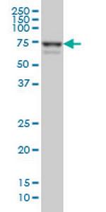 MYNN Antibody in Western Blot (WB)