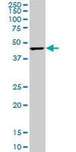 CMAS Antibody in Western Blot (WB)