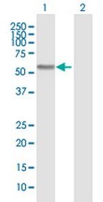 BAIAP2L1 Antibody in Western Blot (WB)