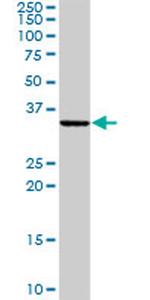 BCAP29 Antibody in Western Blot (WB)