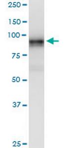 LRRC8A Antibody in Western Blot (WB)