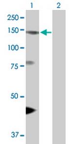 EIF4ENIF1 Antibody in Western Blot (WB)