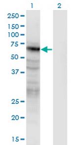 PANX2 Antibody in Western Blot (WB)