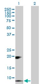 RETN Antibody in Western Blot (WB)