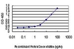 RAD18 Antibody in ELISA (ELISA)