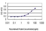 C1GALT1 Antibody in ELISA (ELISA)