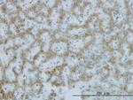 C1GALT1 Antibody in Immunohistochemistry (Paraffin) (IHC (P))