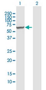 RARSL Antibody in Western Blot (WB)