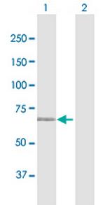 MAN1C1 Antibody in Western Blot (WB)