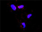 SMURF1 Antibody in Proximity Ligation Assay (PLA) (PLA)