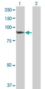 SMURF1 Antibody in Western Blot (WB)