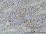 SMURF1 Antibody in Immunohistochemistry (Paraffin) (IHC (P))