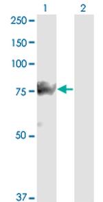 SMURF1 Antibody in Western Blot (WB)