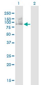 SMURF1 Antibody in Western Blot (WB)