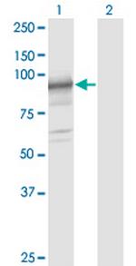 SLC39A10 Antibody in Western Blot (WB)