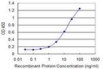 RAB22A Antibody in ELISA (ELISA)