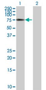 BEGAIN Antibody in Western Blot (WB)