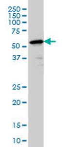 PTBP2 Antibody in Western Blot (WB)