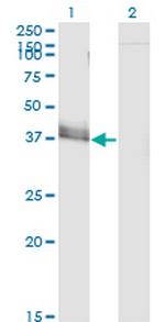 JAM2 Antibody in Western Blot (WB)