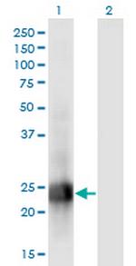 MID1IP1 Antibody in Western Blot (WB)