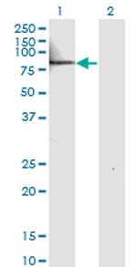 IL22RA1 Antibody in Western Blot (WB)