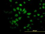 SAV1 Antibody in Immunocytochemistry (ICC/IF)