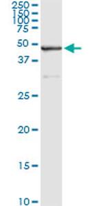 SAV1 Antibody in Immunoprecipitation (IP)