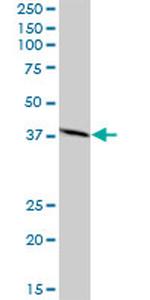 NIF3L1 Antibody in Western Blot (WB)