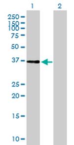 NIF3L1 Antibody in Western Blot (WB)