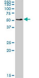 SMAP1 Antibody in Western Blot (WB)