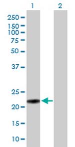 MUTED Antibody in Western Blot (WB)