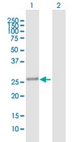 MAWBP Antibody in Western Blot (WB)