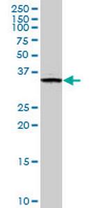 FN3K Antibody in Western Blot (WB)