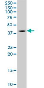 TFB2M Antibody in Western Blot (WB)