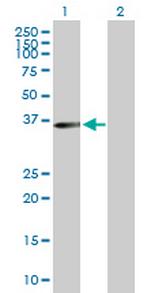 MLST8 Antibody in Western Blot (WB)