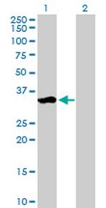 WIG1 Antibody in Western Blot (WB)