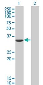 FTS Antibody in Western Blot (WB)