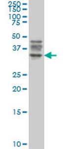 ATG3 Antibody in Western Blot (WB)