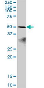 POLR1E Antibody in Western Blot (WB)