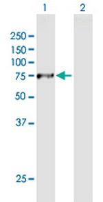 DNAI2 Antibody in Western Blot (WB)