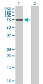 DNAI2 Antibody in Western Blot (WB)