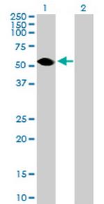 TEKT3 Antibody in Western Blot (WB)